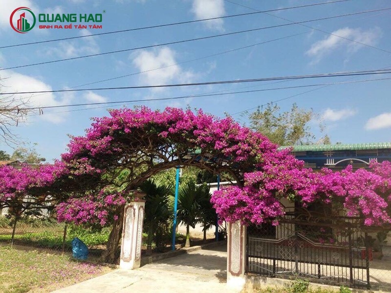 Trồng một cây hoa giấy trước cổng là biện pháp hữu hiệu để ngăn cản âm khí vào nhà